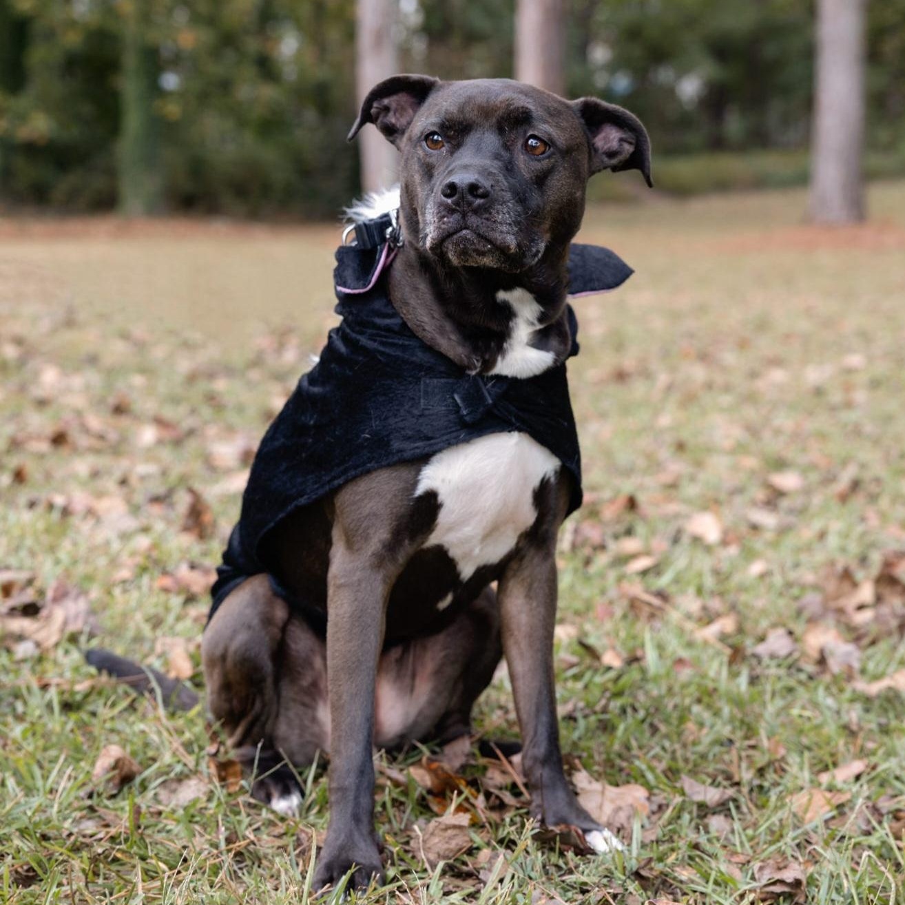Enlarge Dayton (a/k/a Daytona), a Adoptable mixed breed in Roswell, GA image 4/6