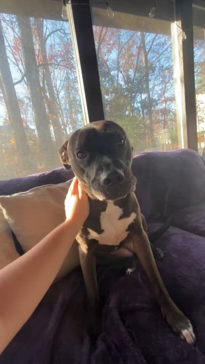 Enlarge Dayton (a/k/a Daytona), a Adoptable mixed breed in Roswell, GA video 6/6