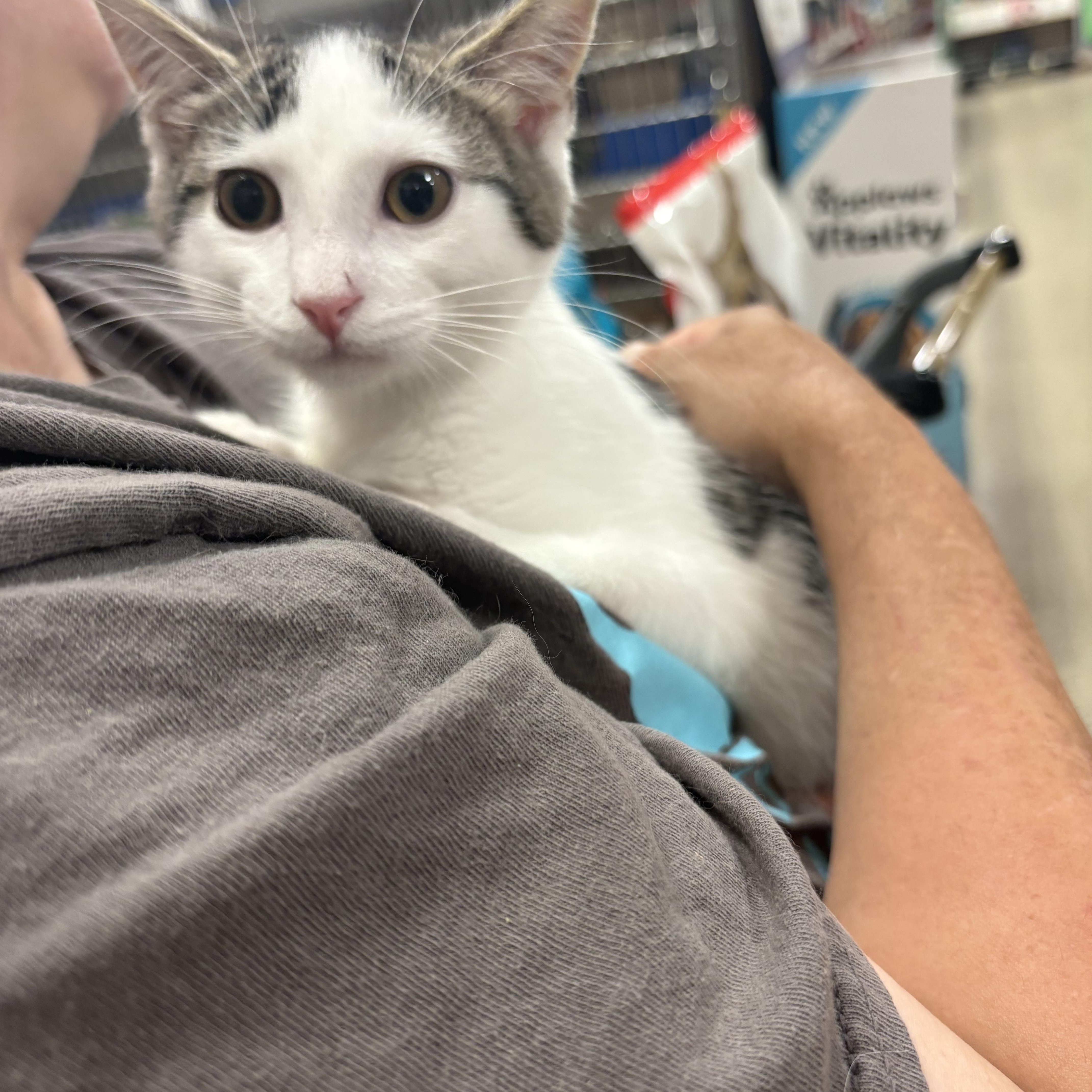 Goofy, a ADOPTABLE Domestic Short Hair in Highland, IN image 2/3