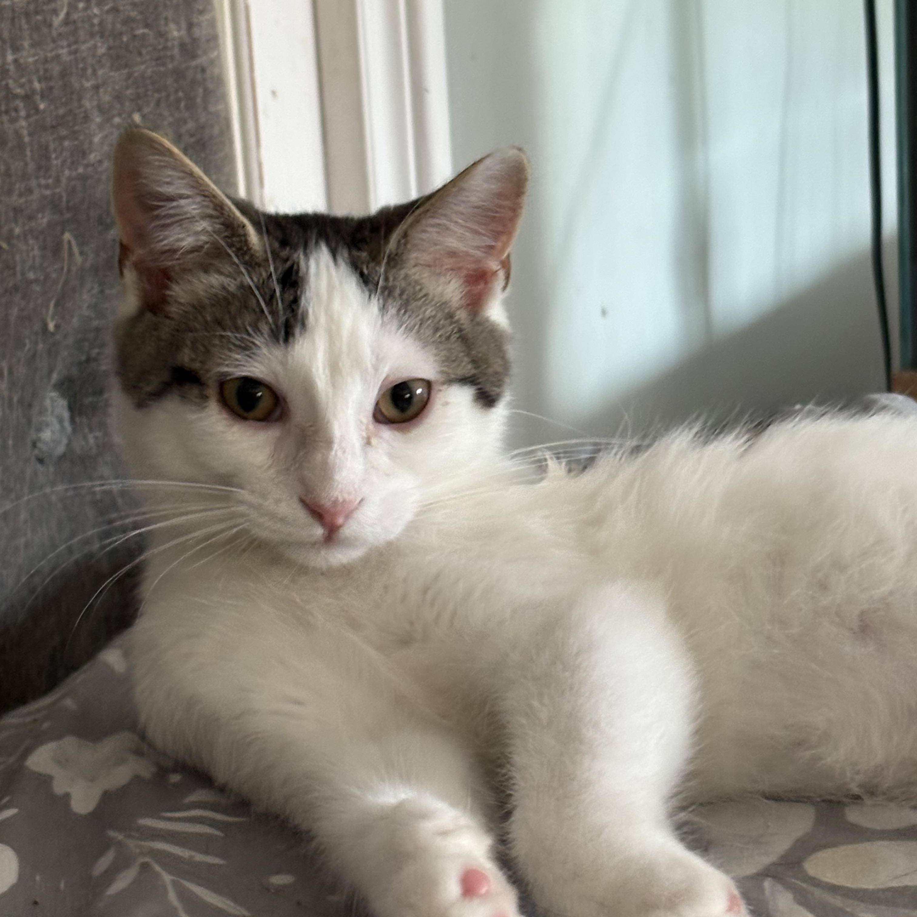 Goofy, a ADOPTABLE Domestic Short Hair in Highland, IN image 3/3