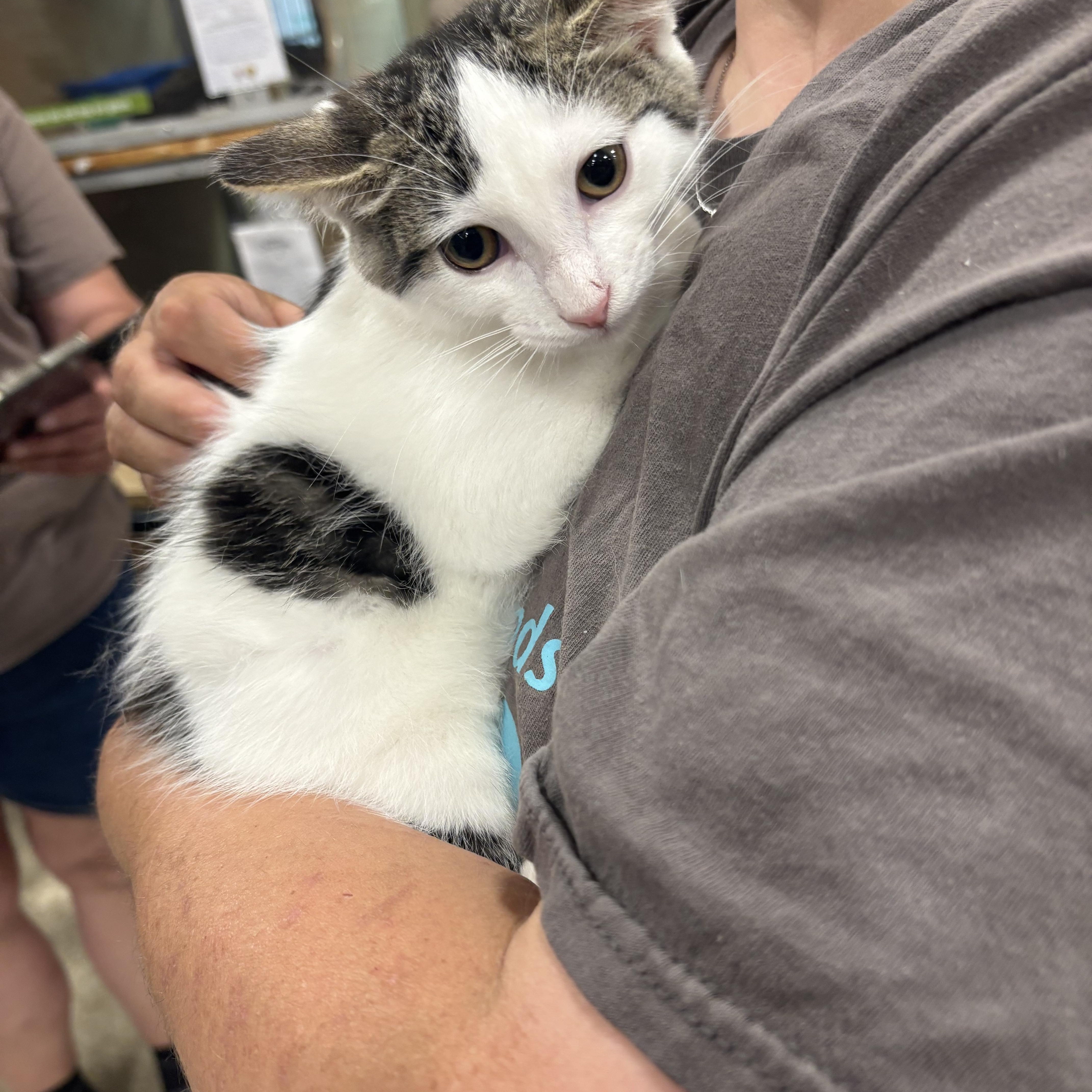 Goofy, a ADOPTABLE Domestic Short Hair in Highland, IN image 1/3
