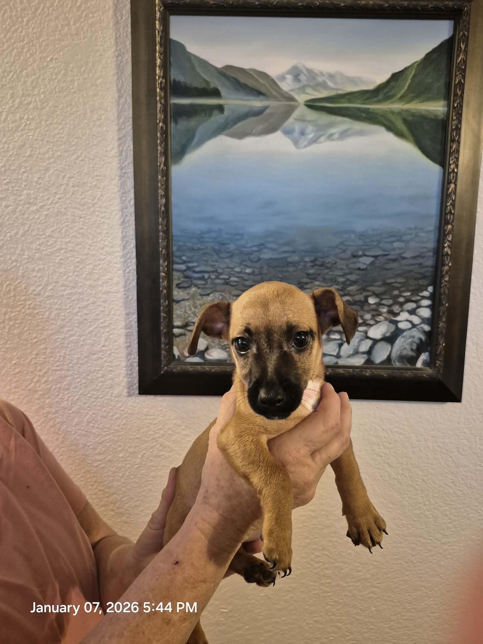 Luna and Sirius, adopted, Puppy Male Chihuahua & Yorkie Poo.