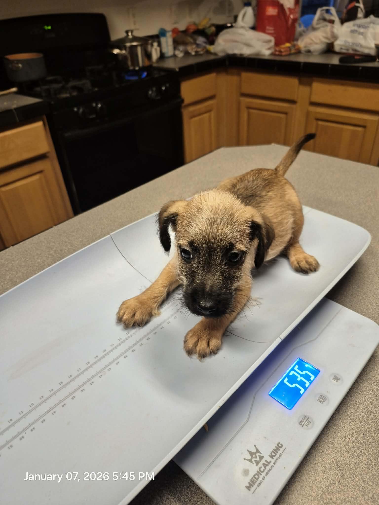 Luna and Sirius, an adopted mixed breed in Hagerstown, MD image 4/5