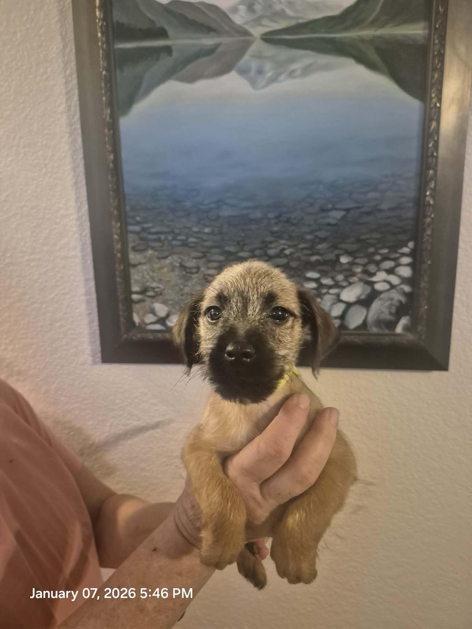 Luna and Sirius, an adopted mixed breed in Hagerstown, MD image 3/5