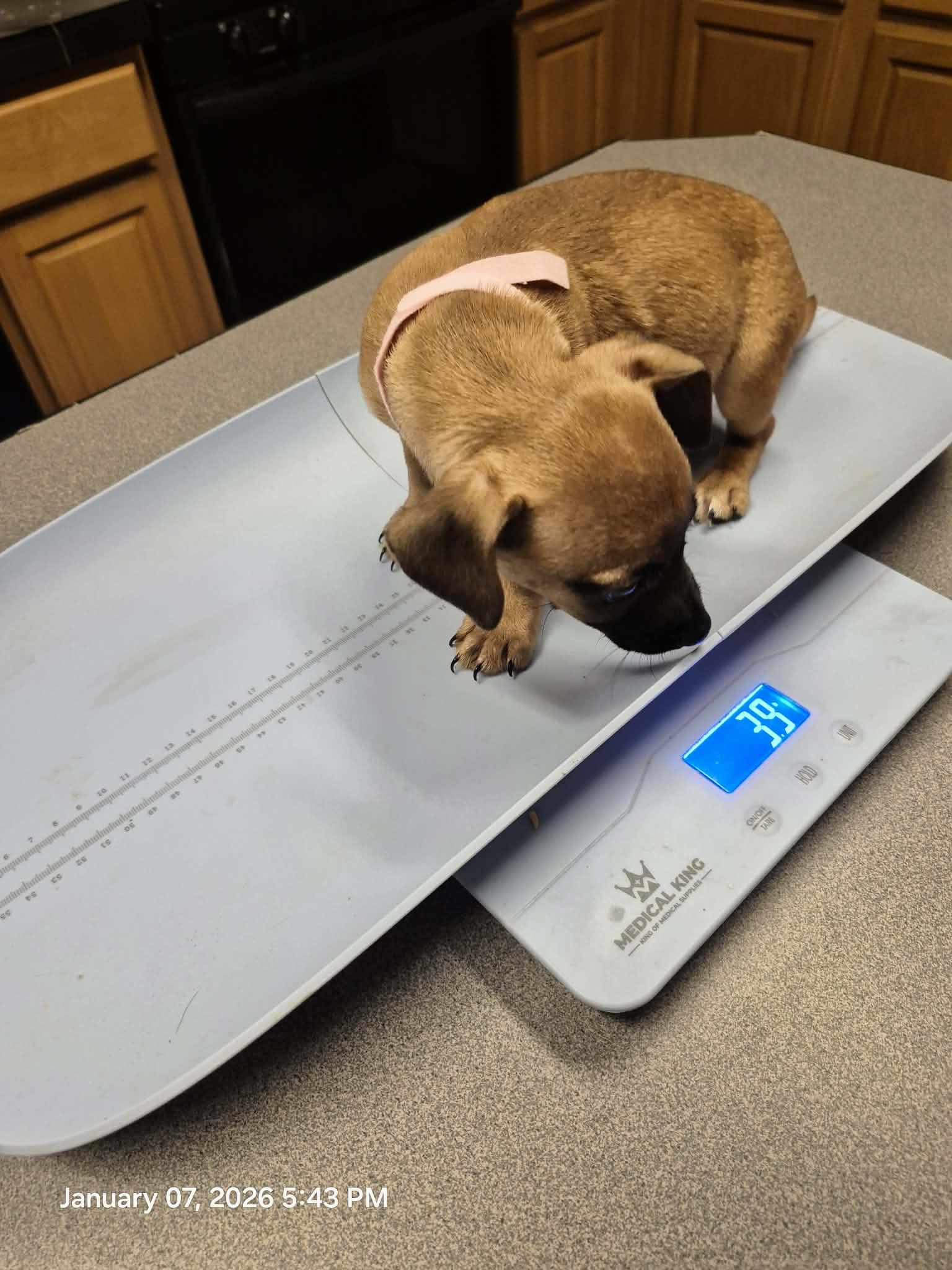 Luna and Sirius, an adopted mixed breed in Hagerstown, MD image 2/5