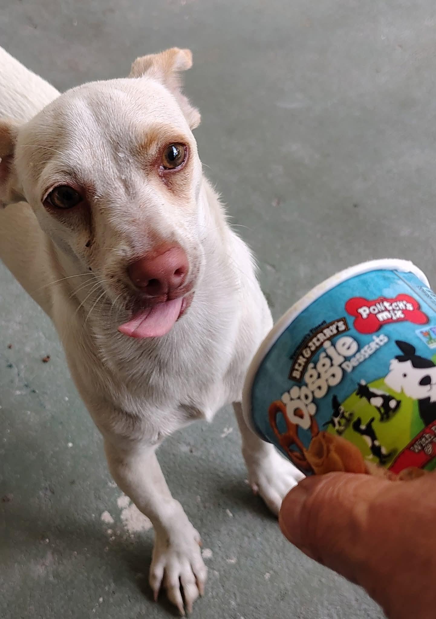 Zipper, Adoptable, Young Male Chihuahua.