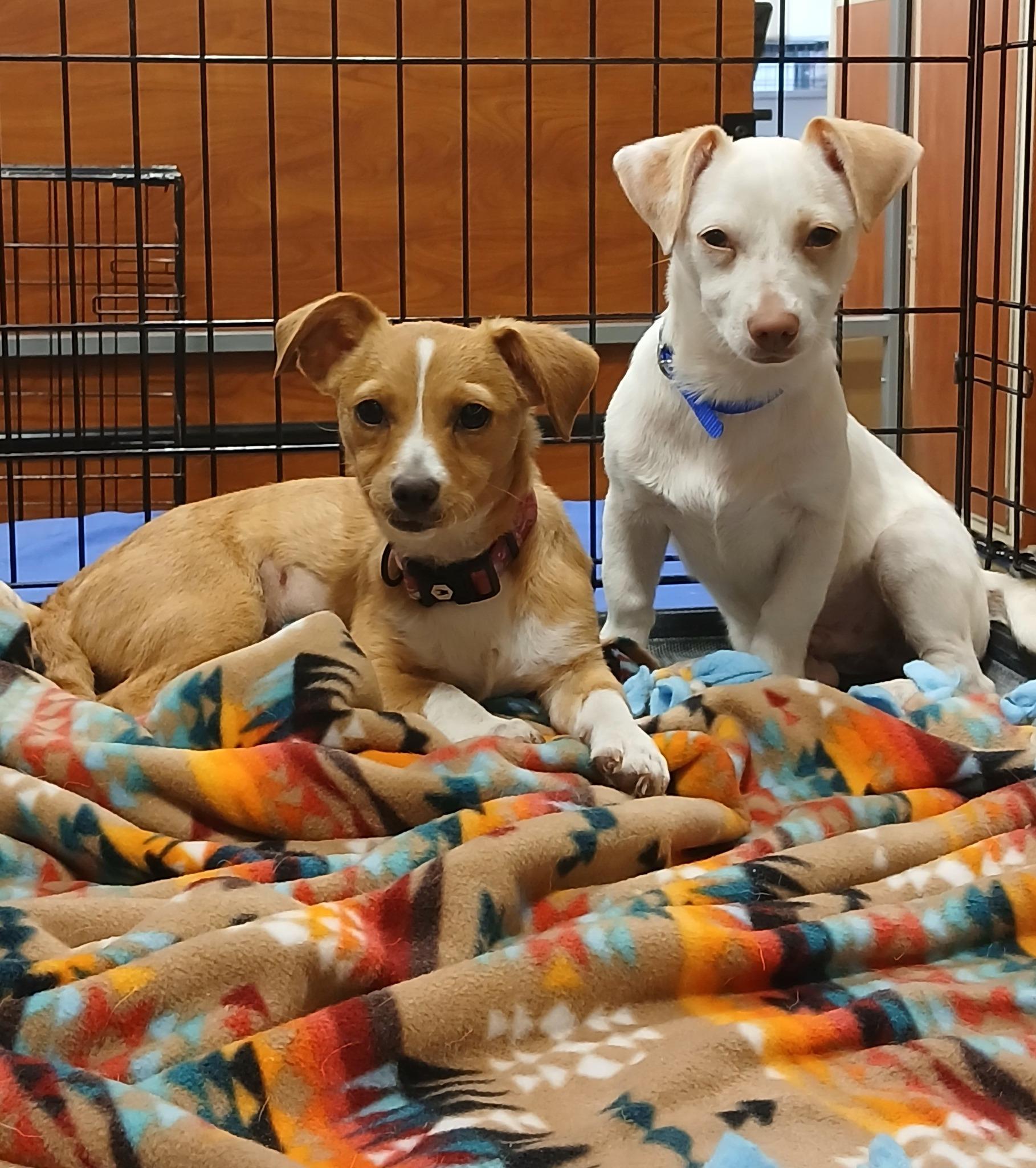 Enlarge Zipper, a Adoptable mixed breed in Lakeland, FL image 3/5