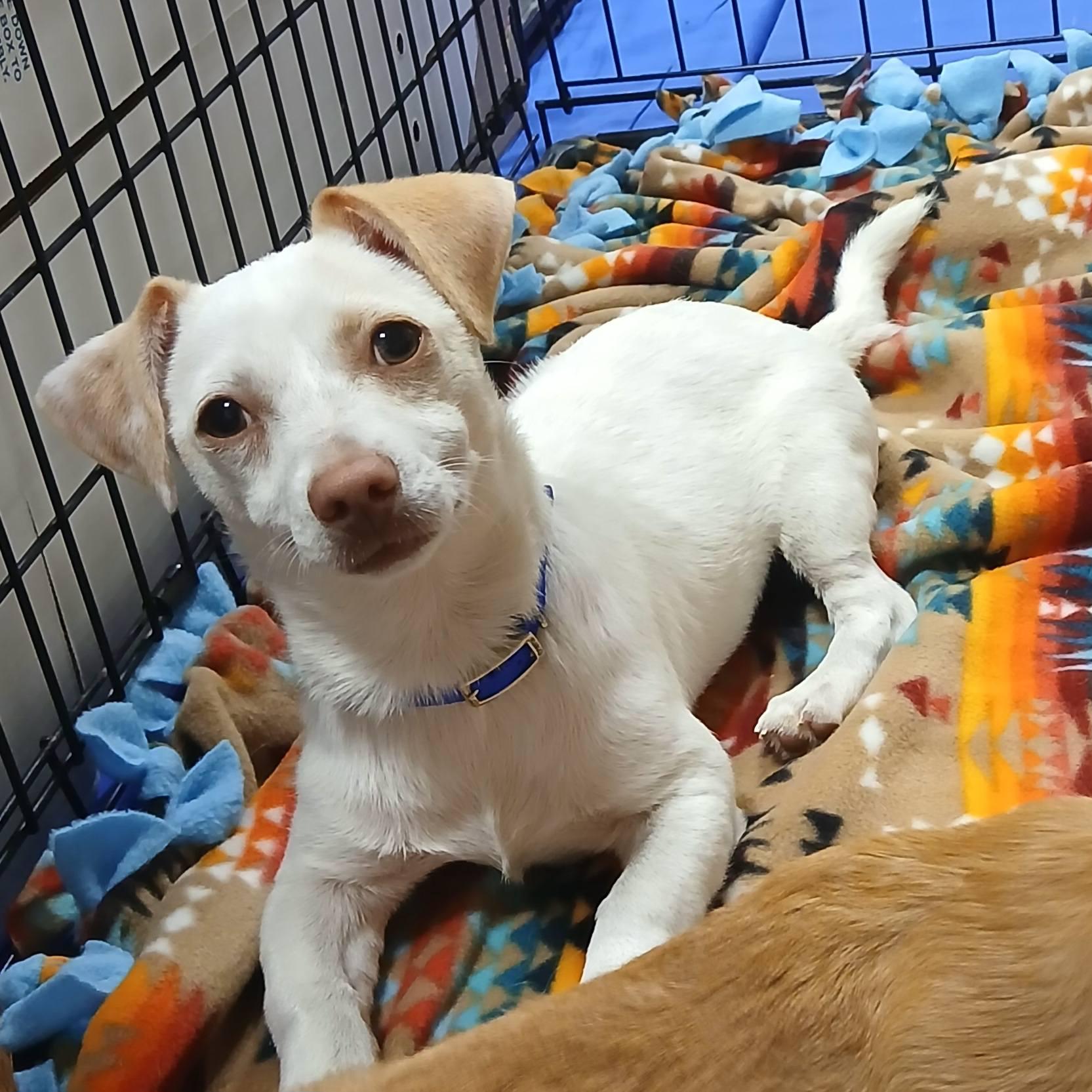 Enlarge Zipper, a Adoptable mixed breed in Lakeland, FL image 2/5