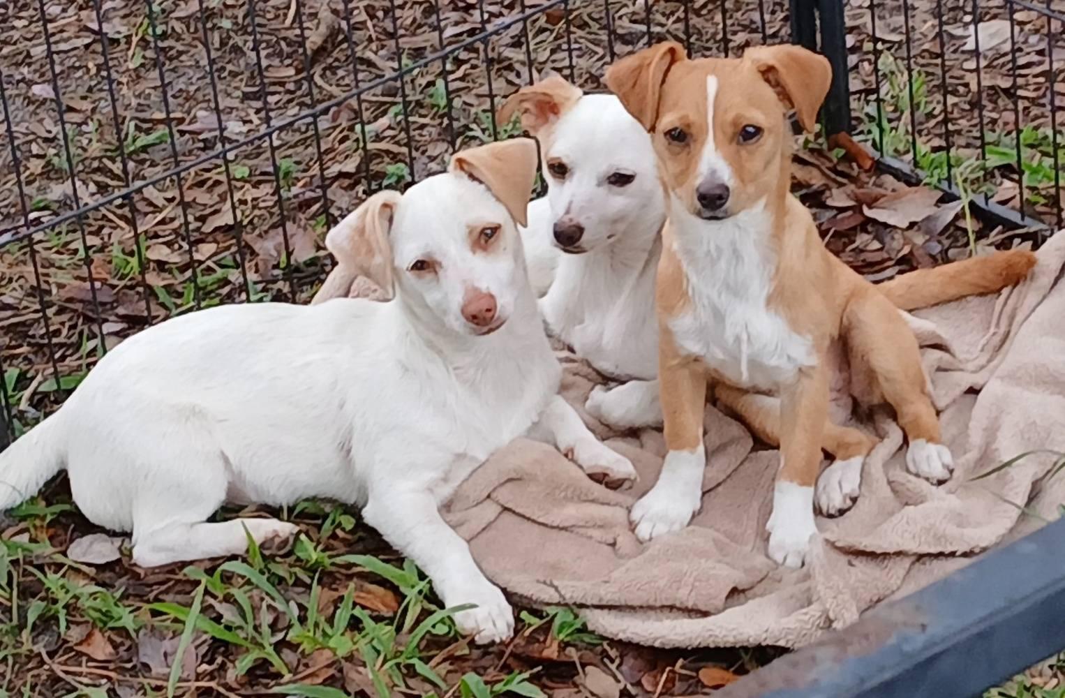 Enlarge Zipper, a Adoptable mixed breed in Lakeland, FL image 4/5