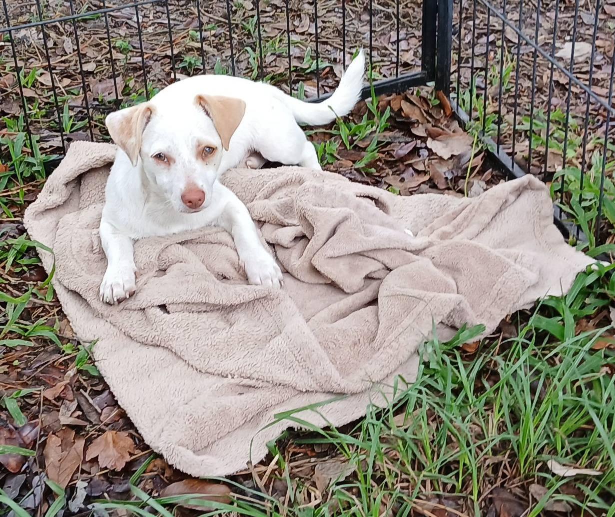 Enlarge Zipper, a Adoptable mixed breed in Lakeland, FL image 5/5