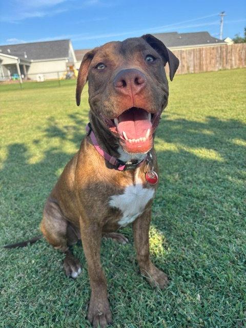 Dilly (F), Adoptable, Young Female Pit Bull Terrier.