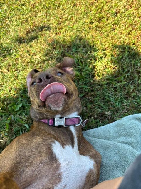 Enlarge Dilly (F), a Adoptable Pit Bull Terrier in Nashville, TN image 2/3