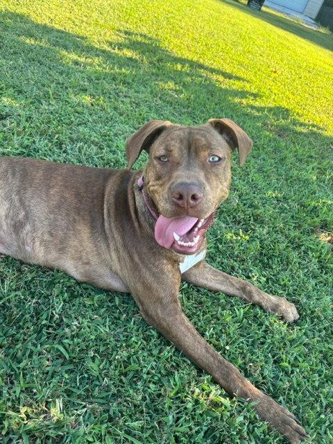 Enlarge Dilly (F), a Adoptable Pit Bull Terrier in Nashville, TN image 3/3