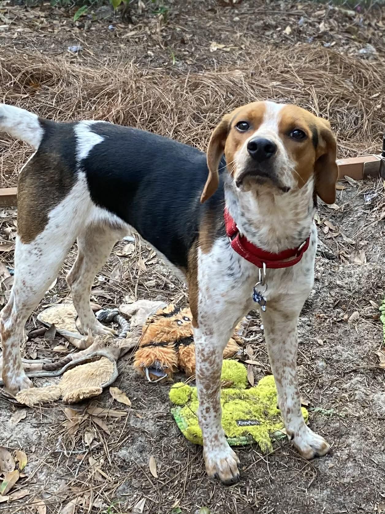 Enlarge Copper T, a Adoptable Beagle in Tampa, FL image 2/3