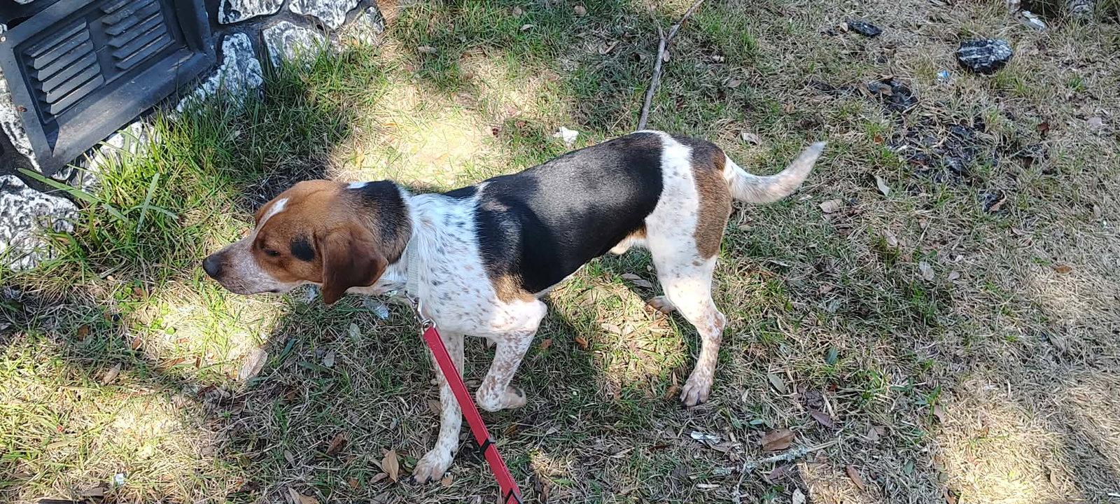 Enlarge Copper T, a Adoptable Beagle in Tampa, FL image 3/3
