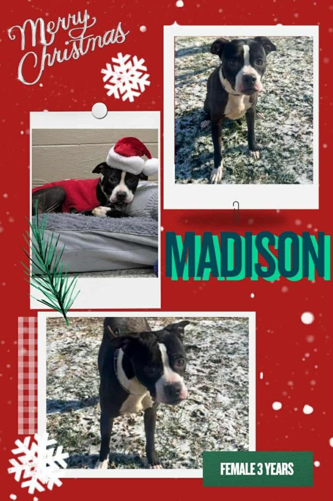 Madison, Adoptable, Adult Female Boston Terrier & Mixed Breed.