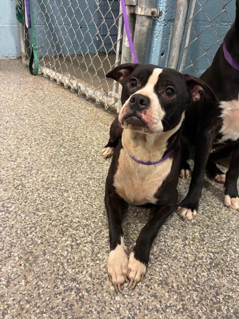 Enlarge Madison, a Adoptable mixed breed in Blountville, TN image 2/2
