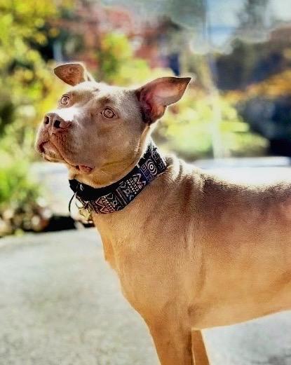 Hershey - LOCAL, Adoptable, Adult Male Pit Bull Terrier.