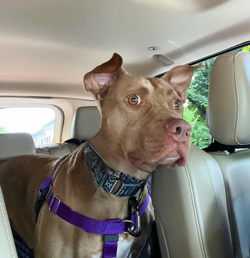 Hershey - LOCAL, a Adoptable mixed breed in Princeton, MA image 1/6