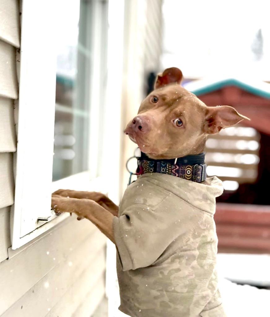 Enlarge Hershey - LOCAL, a Adoptable mixed breed in Princeton, MA image 1/6