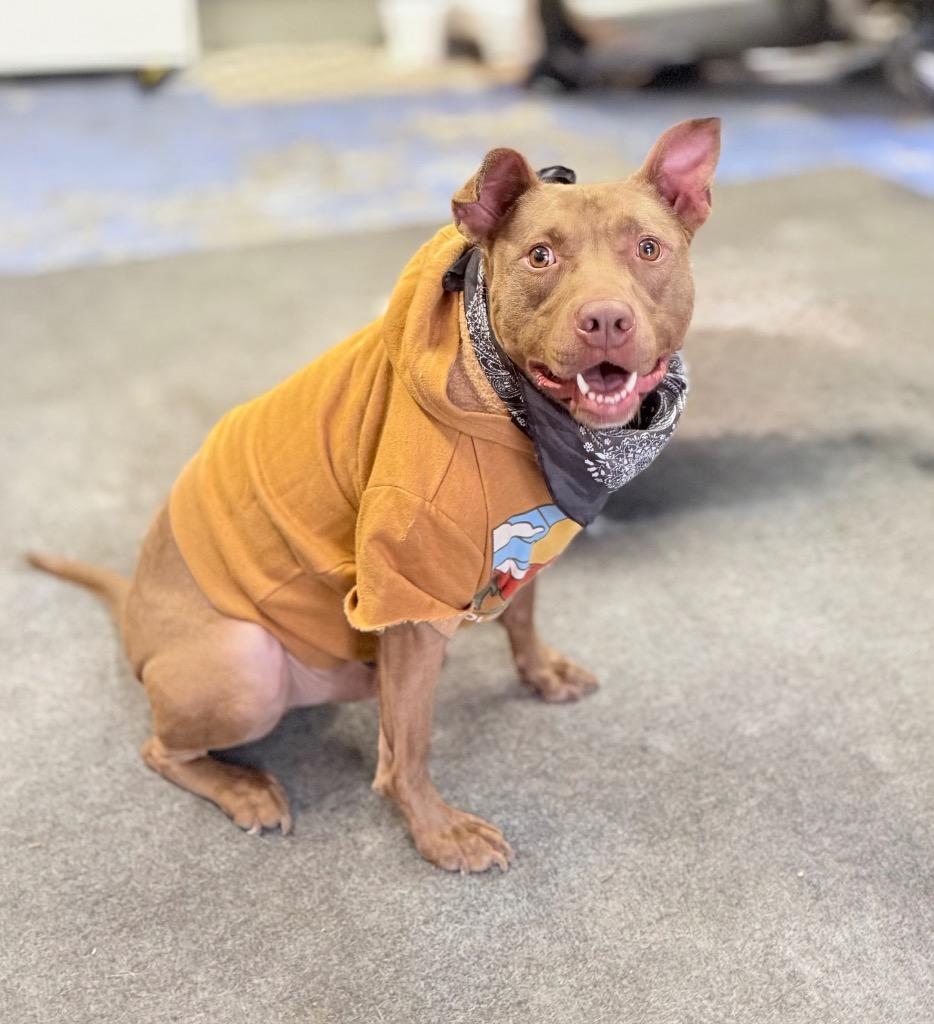 Hershey - LOCAL, a Adoptable mixed breed in Princeton, MA image 1/6