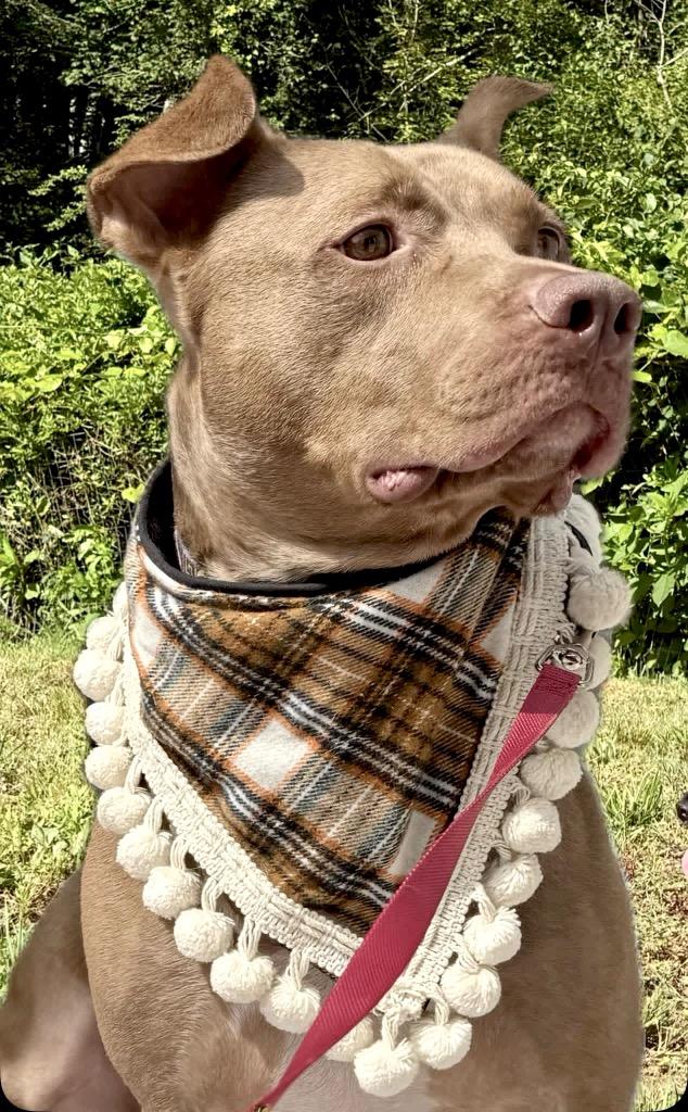 Enlarge Hershey - LOCAL, a Adoptable mixed breed in Princeton, MA image 2/6