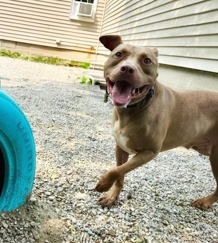 Hershey - LOCAL, a Adoptable mixed breed in Princeton, MA image 2/6