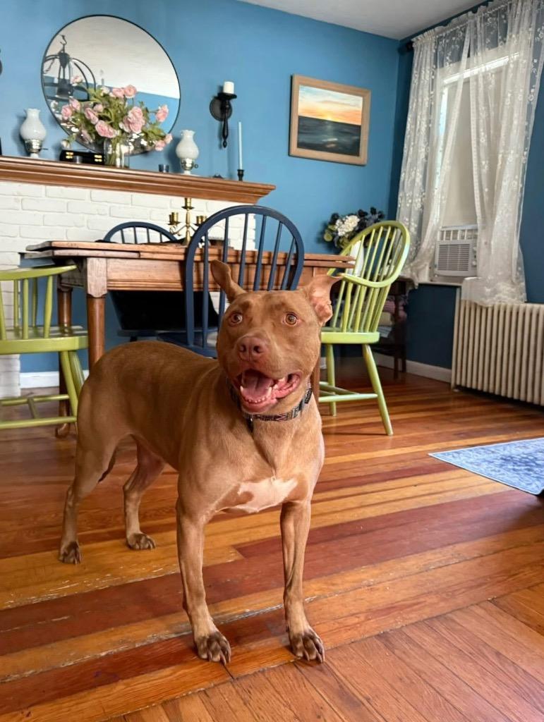 Hershey - LOCAL, a Adoptable mixed breed in Princeton, MA image 3/6