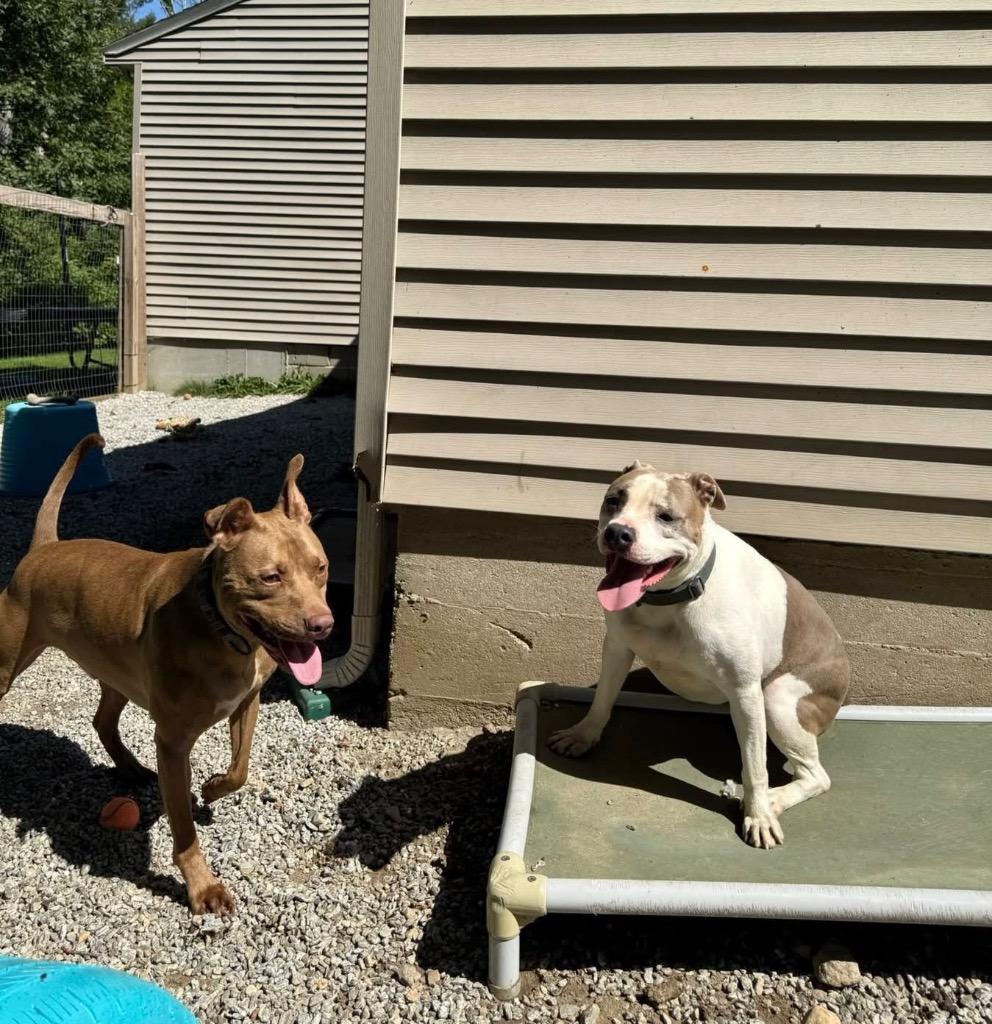 Hershey - LOCAL, a Adoptable mixed breed in Princeton, MA image 4/6