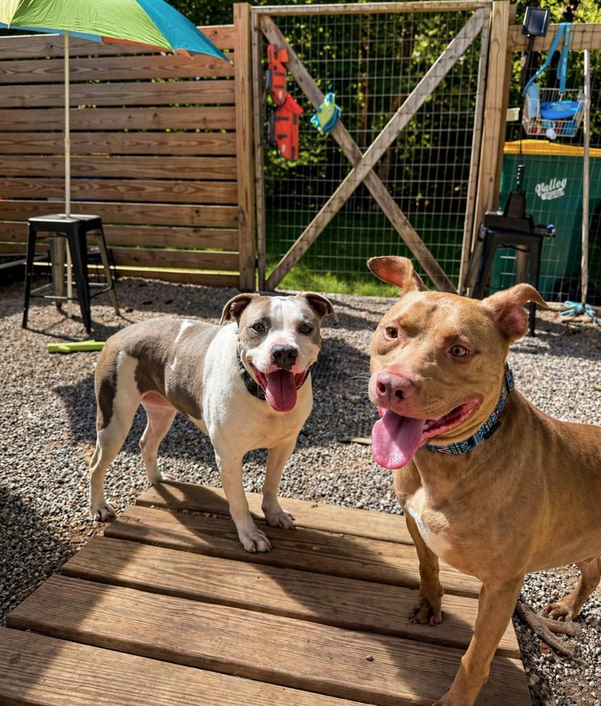 Enlarge Hershey - LOCAL, a Adoptable mixed breed in Princeton, MA image 3/6