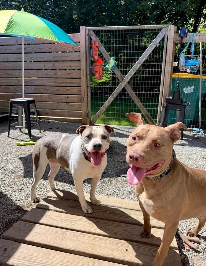 Hershey - LOCAL, a Adoptable mixed breed in Princeton, MA image 6/6