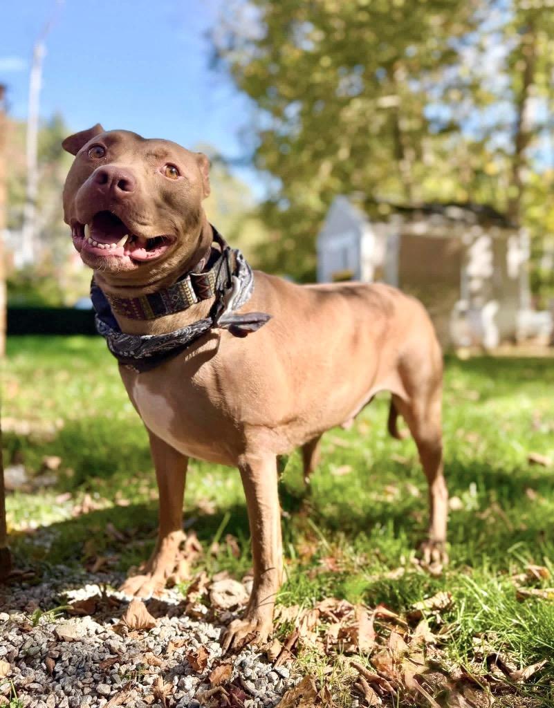 Enlarge Hershey - LOCAL, a Adoptable mixed breed in Princeton, MA image 4/6