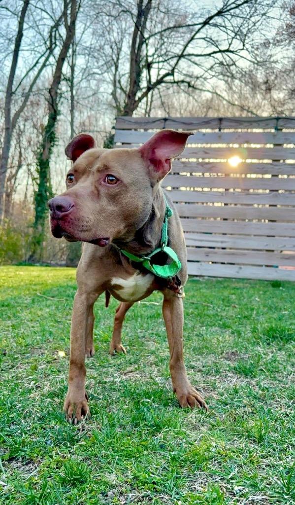 Enlarge Hershey - LOCAL, a Adoptable mixed breed in Princeton, MA image 5/6