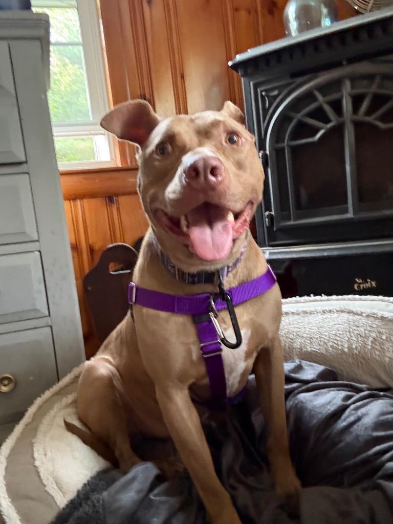 Hershey - LOCAL, a Adoptable mixed breed in Princeton, MA image 6/6