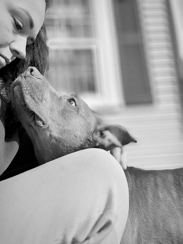 Enlarge Hershey - LOCAL, a Adoptable mixed breed in Princeton, MA image 6/6