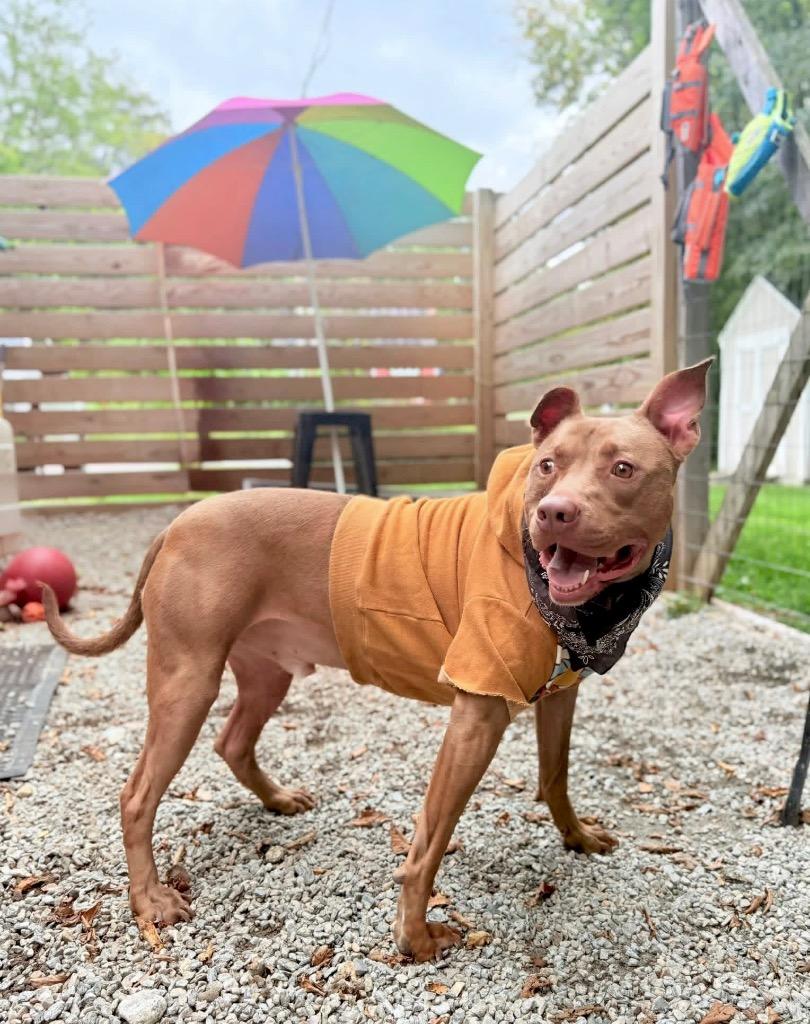 Enlarge Hershey - LOCAL, a Adoptable mixed breed in Princeton, MA image 6/6