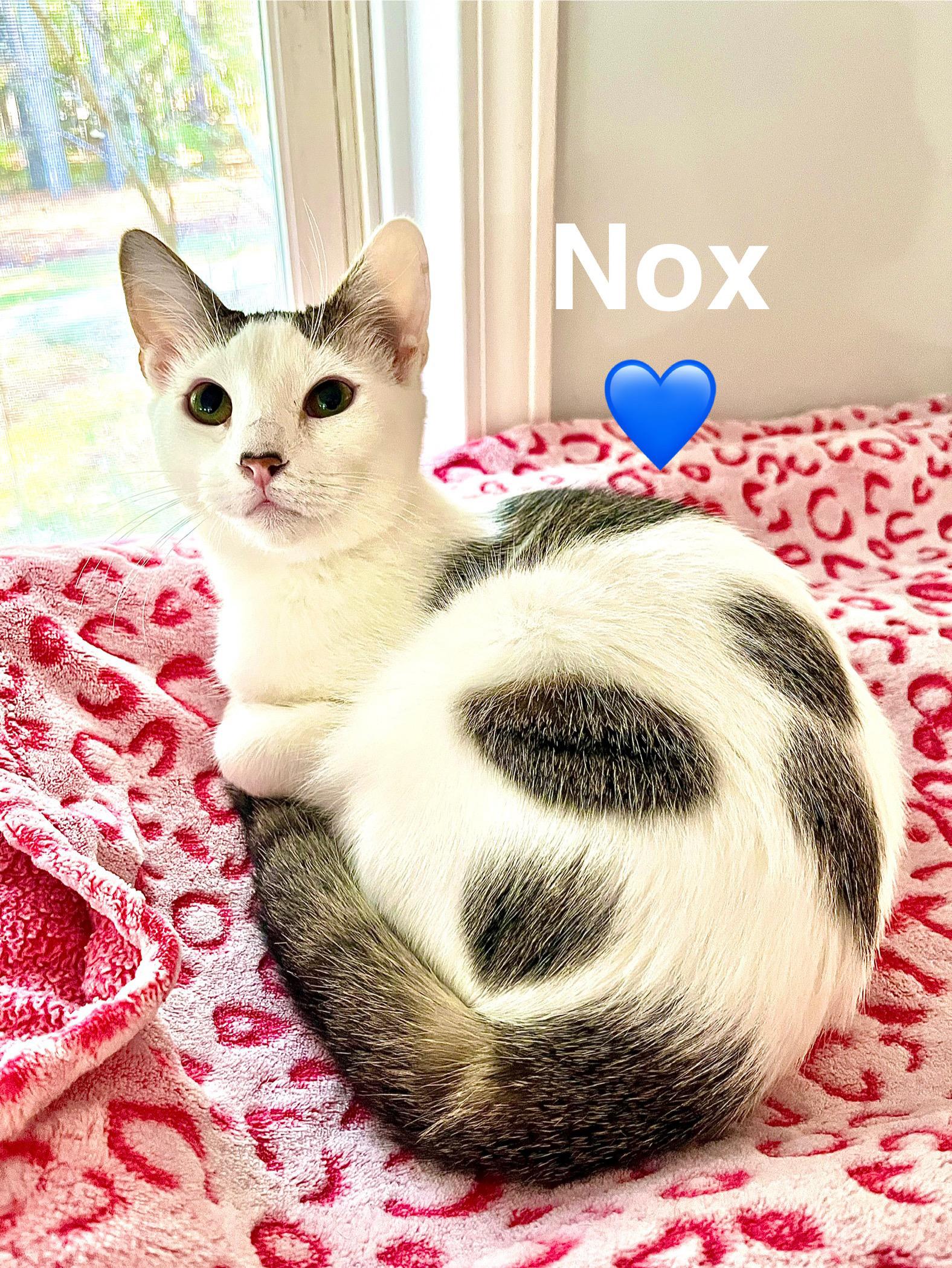 Nox (adopt w/ Niko)