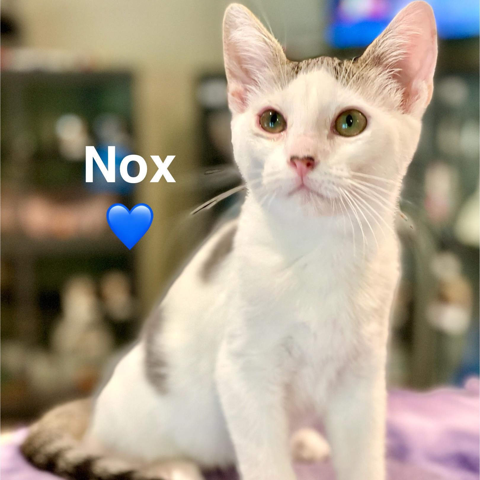 Nox (adopt w/ Niko)