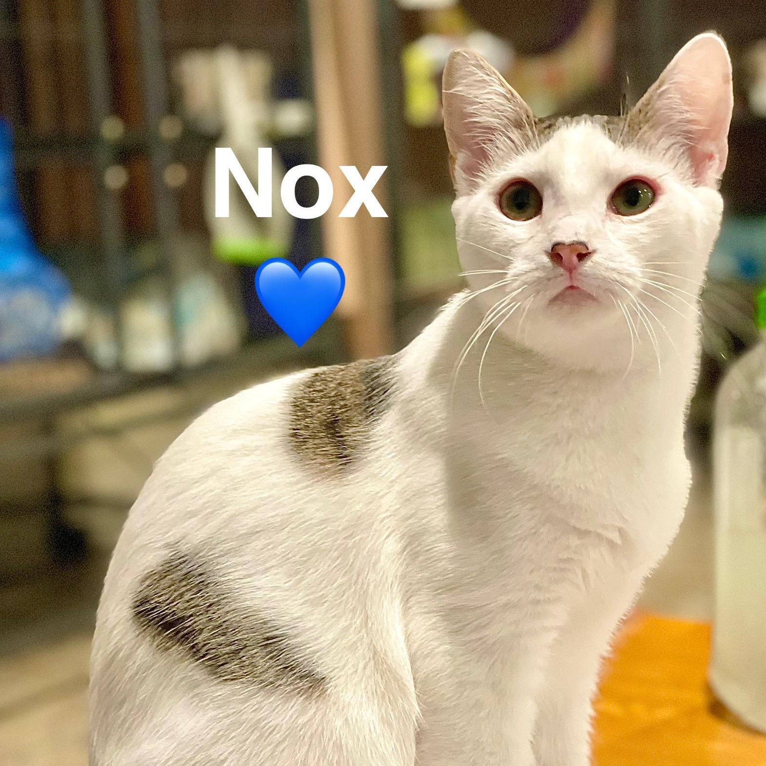 Nox (adopt w/ Niko)