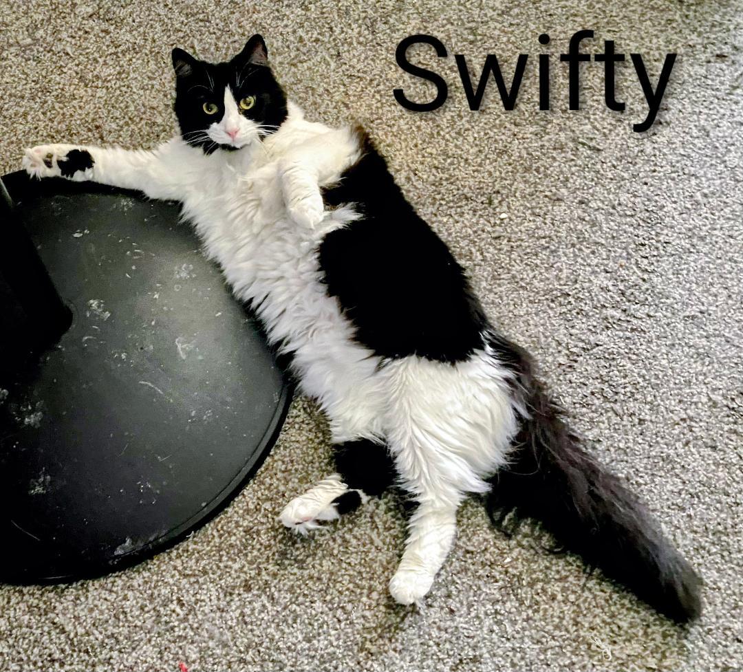 Swifty, a Adoptable mixed breed in Binghamton, NY image 1/5