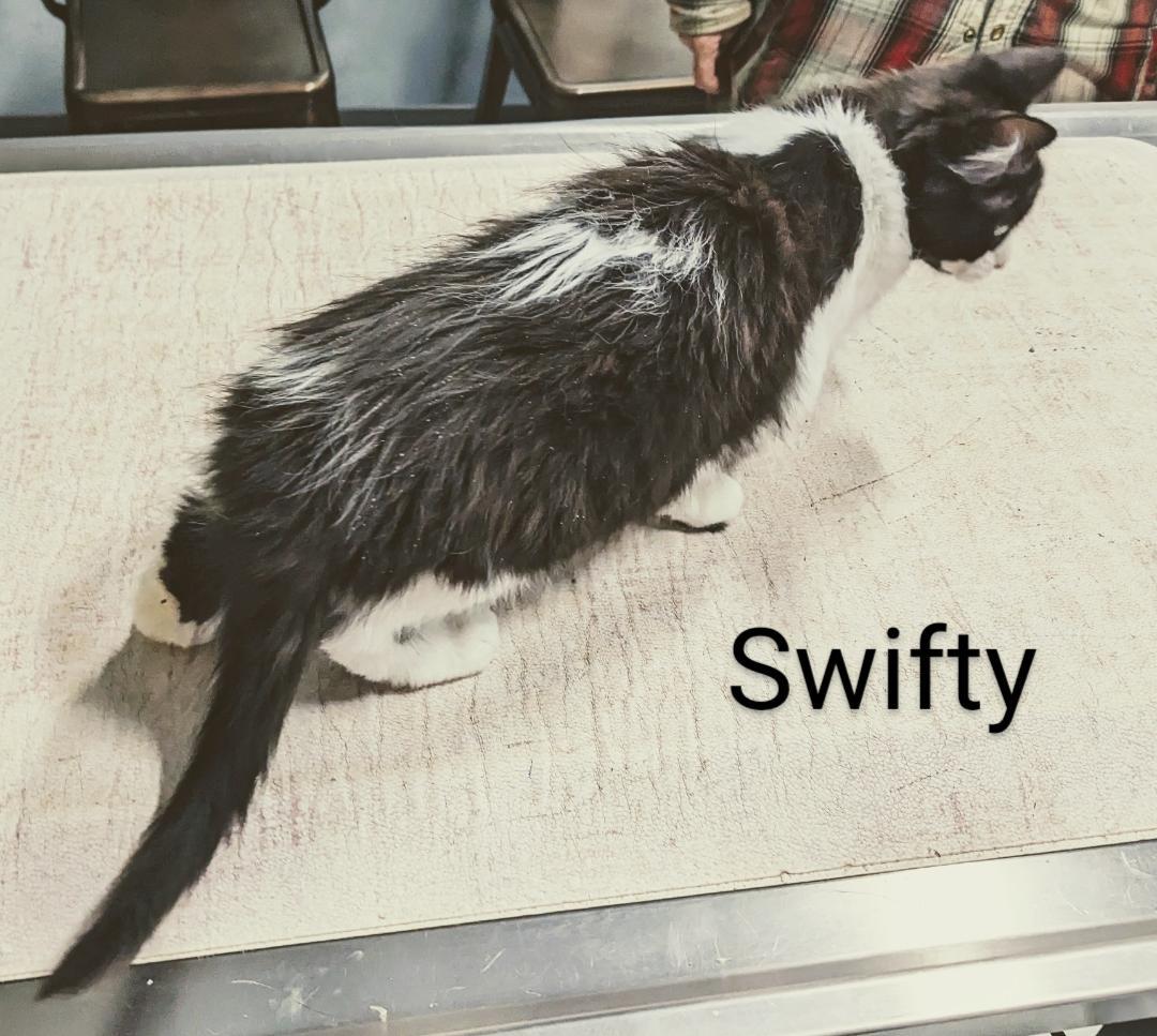 Swifty photo 2