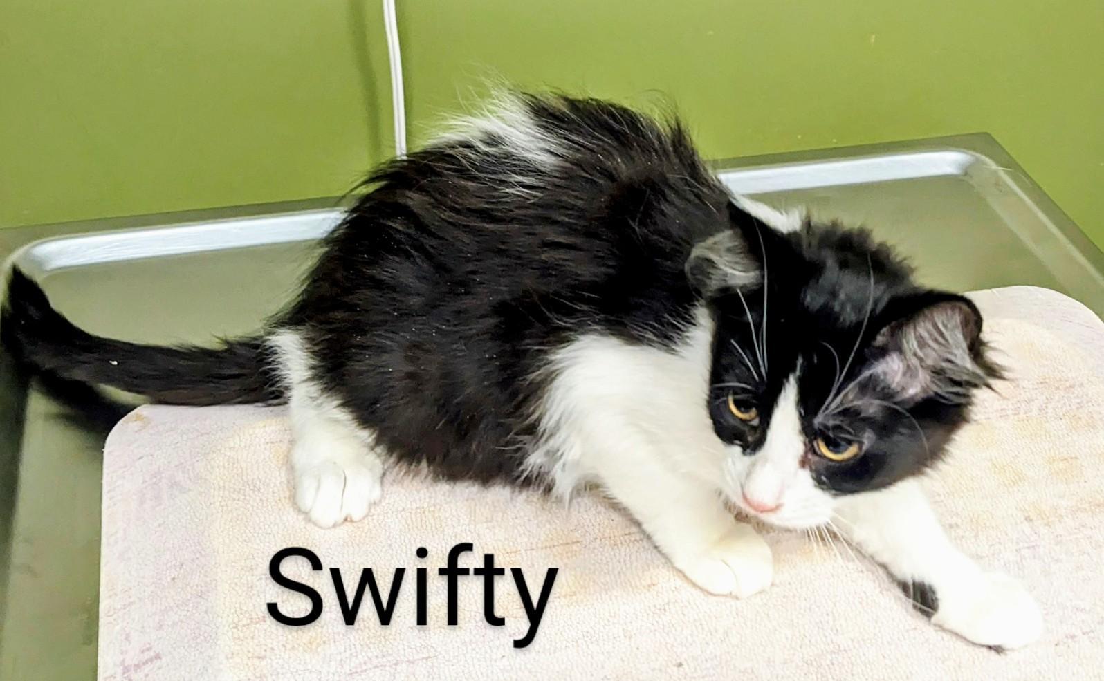 Swifty, Young Female Domestic Long Hair