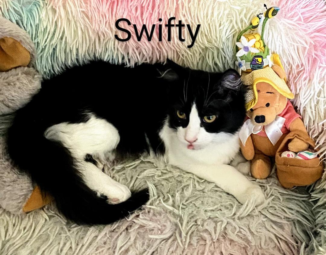 Swifty photo 4
