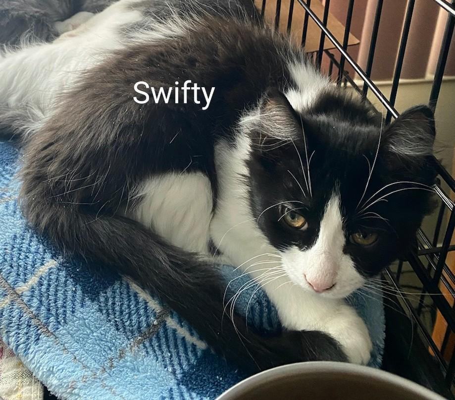 Swifty, a Adoptable mixed breed in Binghamton, NY image 4/5