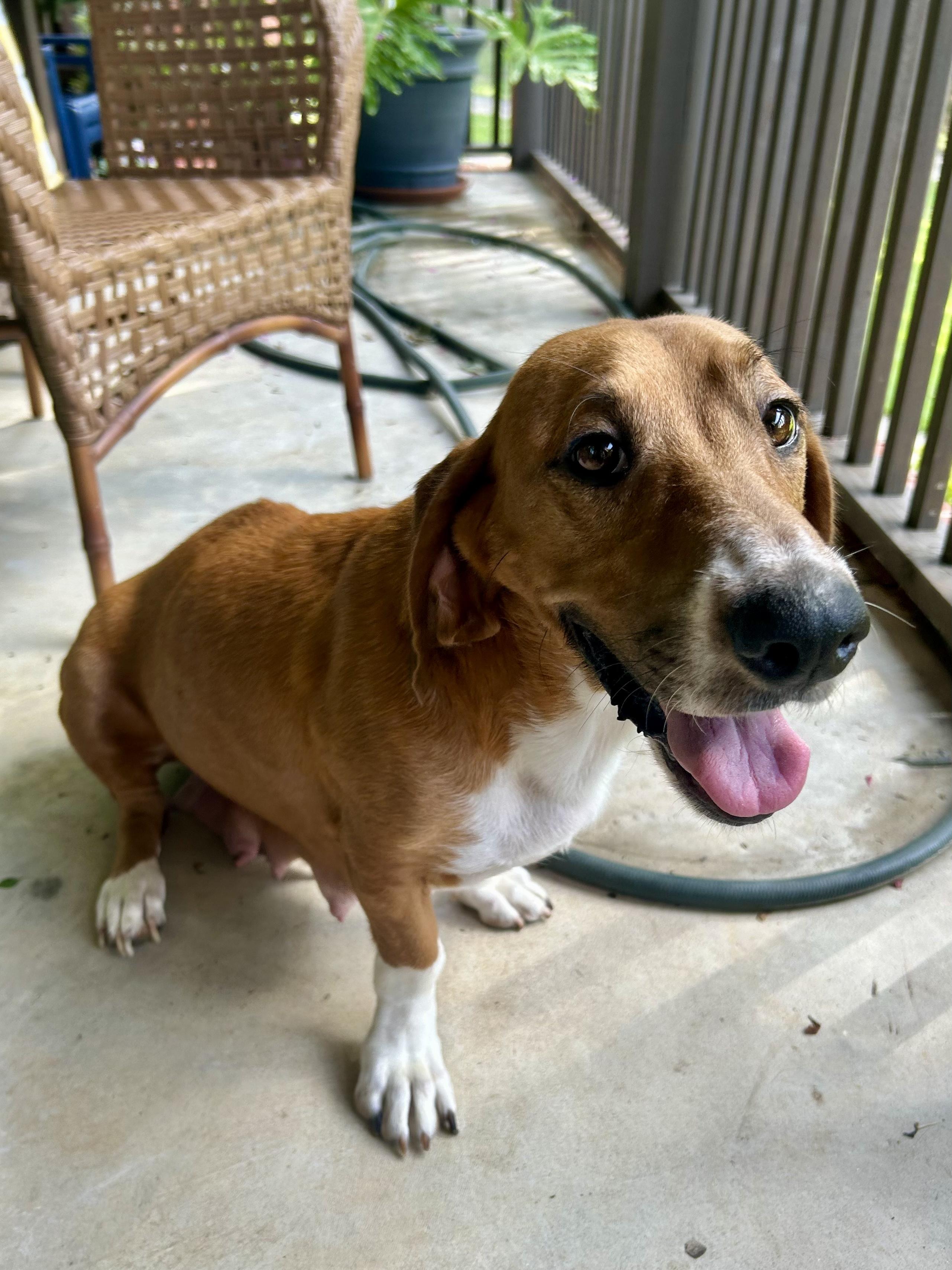 ROXIE, adopted, Young Female Basset Hound.