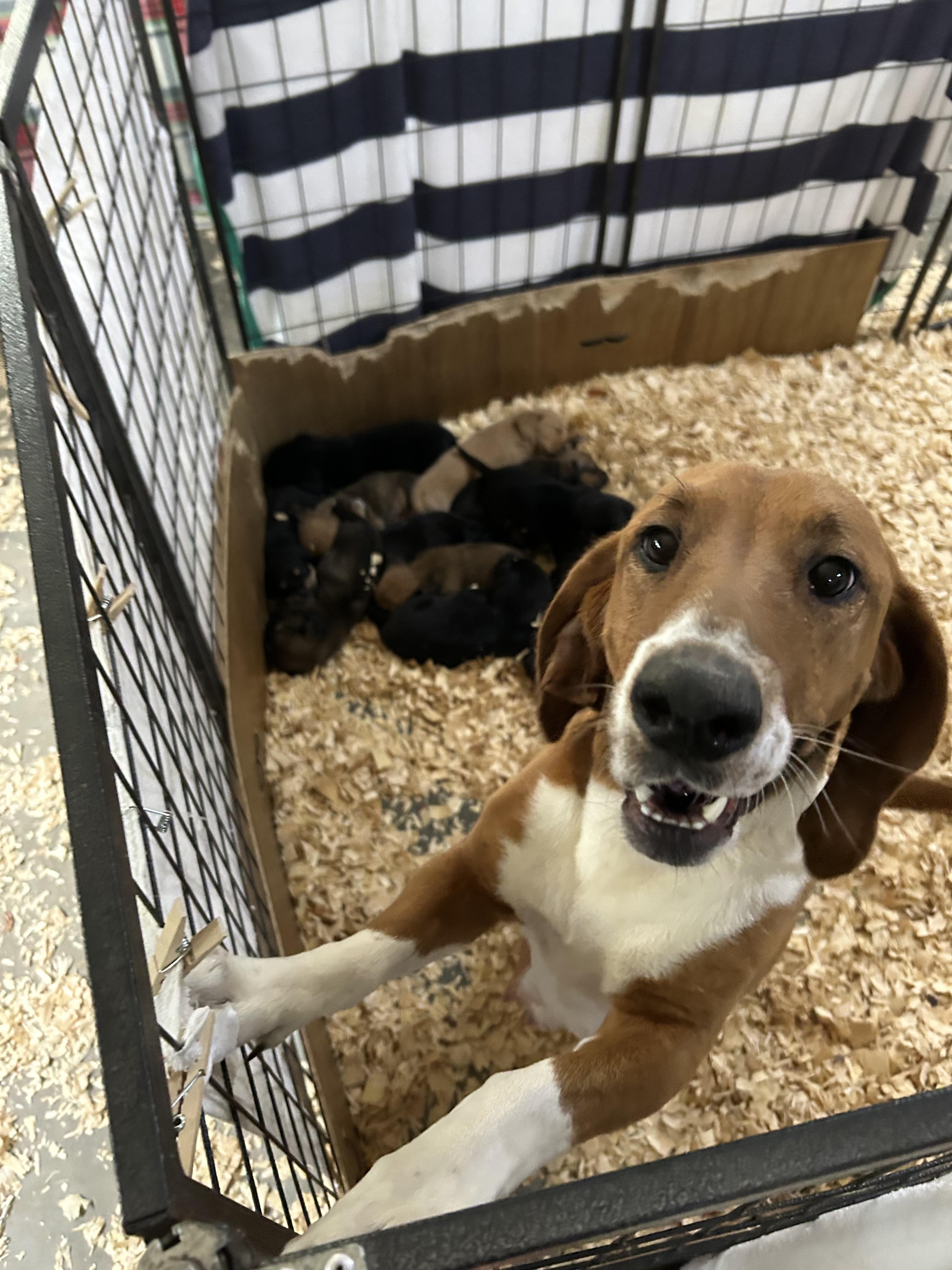 ROXIE, an adopted mixed breed in Fosters, AL image 5/5