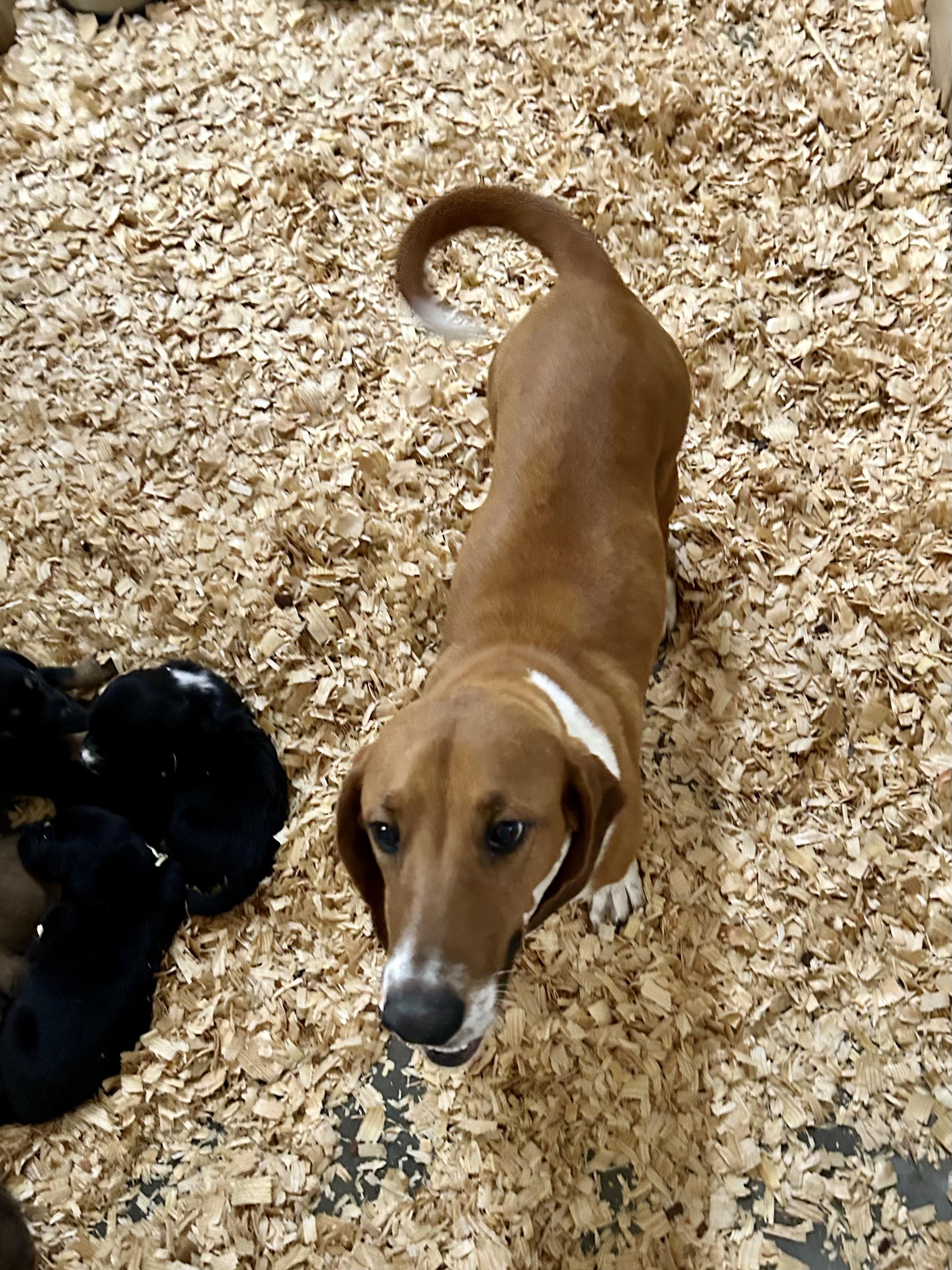 ROXIE, an adopted mixed breed in Fosters, AL image 4/5