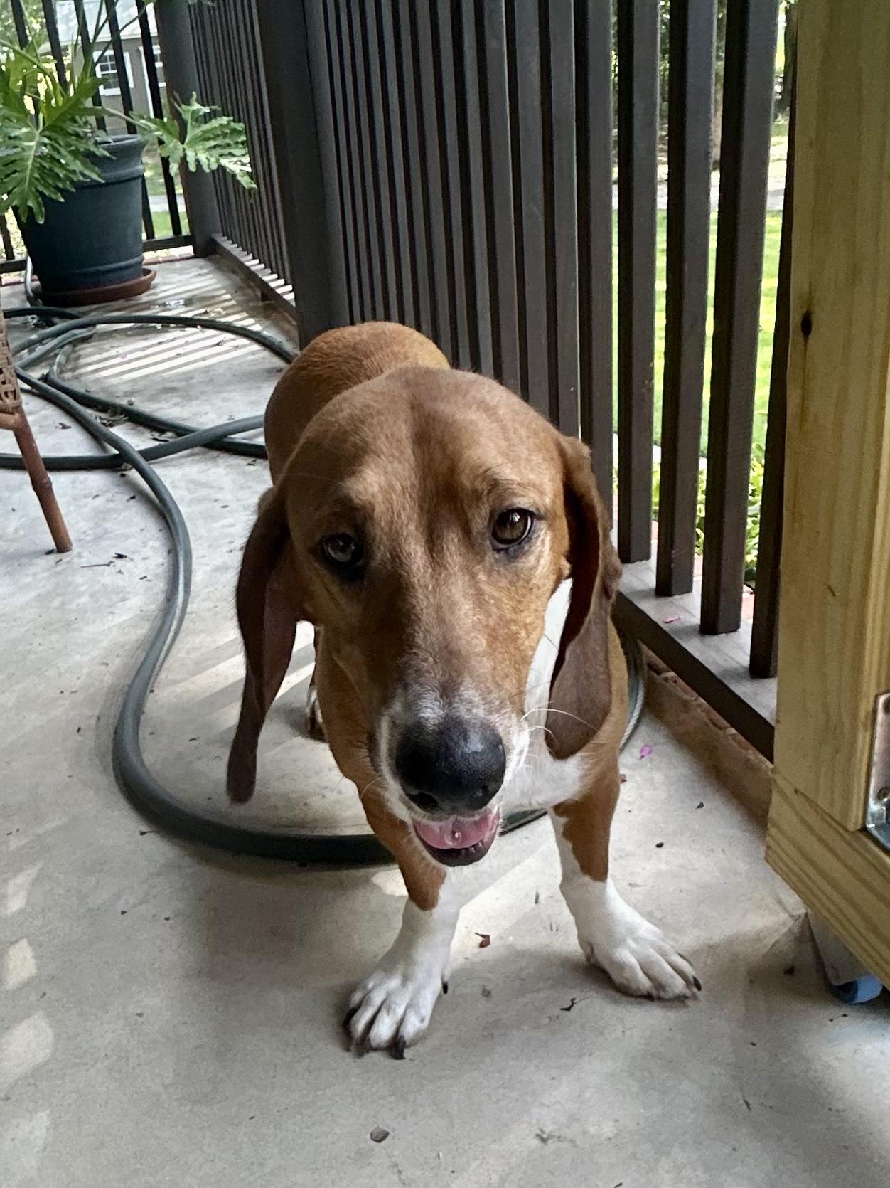 ROXIE, an adopted mixed breed in Fosters, AL image 2/5