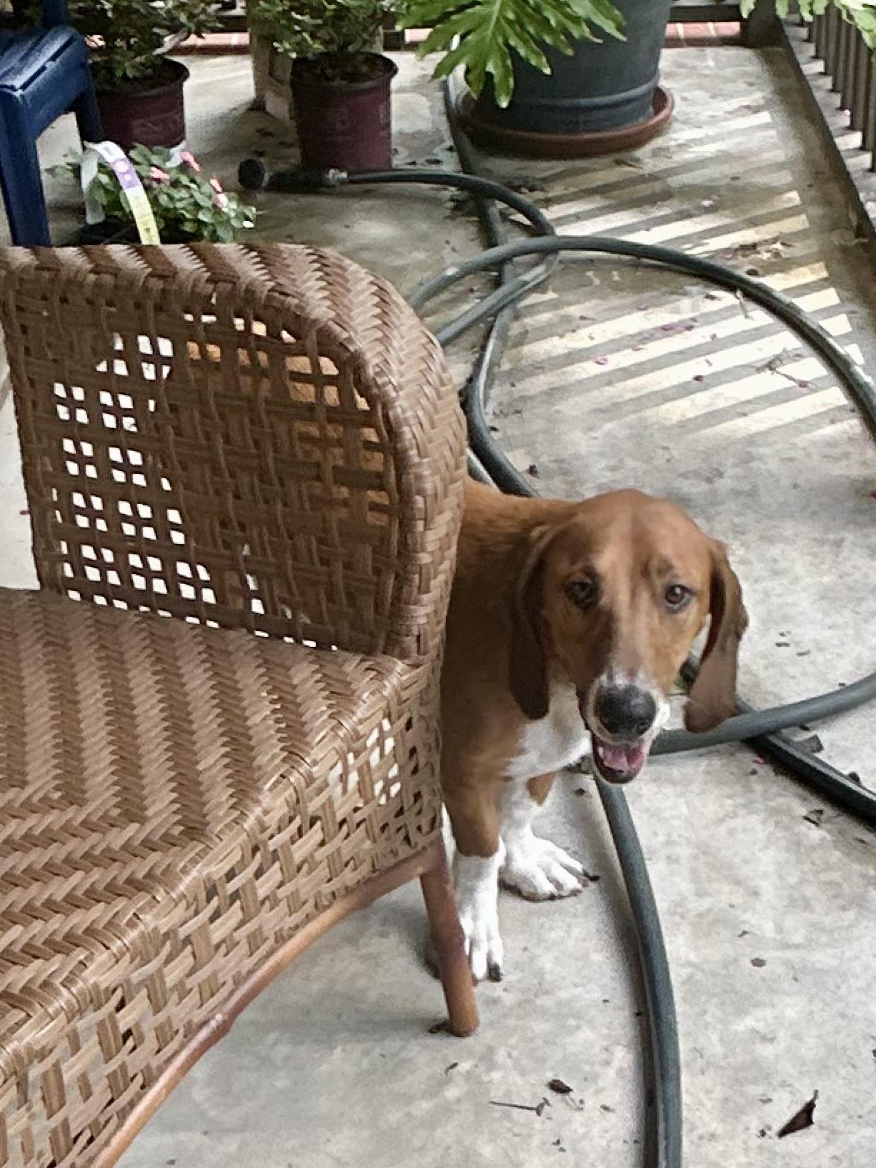 ROXIE, an adopted mixed breed in Fosters, AL image 3/5