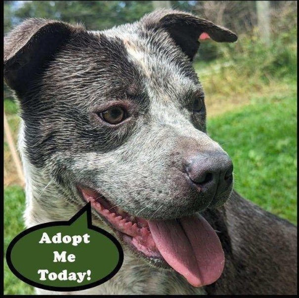 Buster, Adoptable, Adult Male Pit Bull Terrier.
